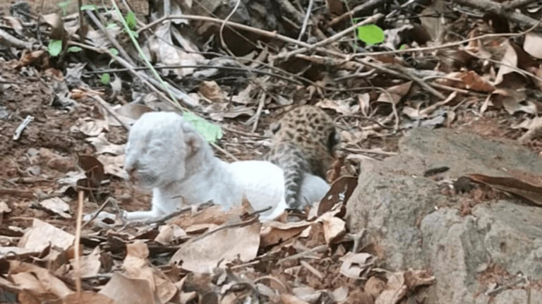 Rare white leopard cubs born in ratnagiri.1578947368421&height=748&w=768&width=1374