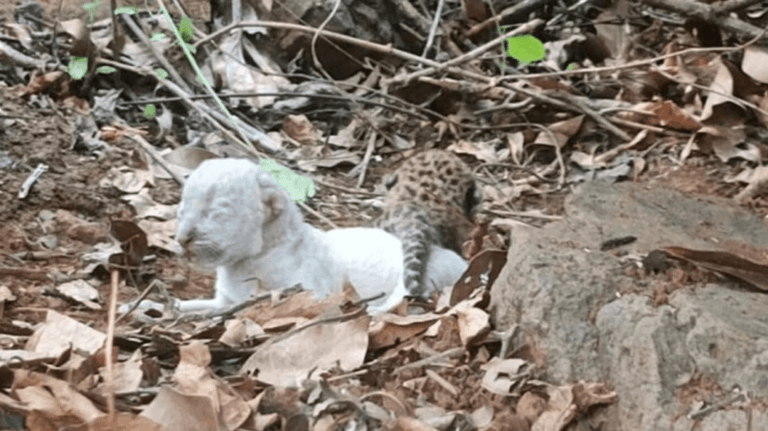 Rare white leopard cubs born in ratnagiri