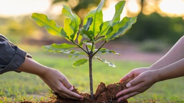 Navi mumbai nmmc to provide saplings on world environment day click