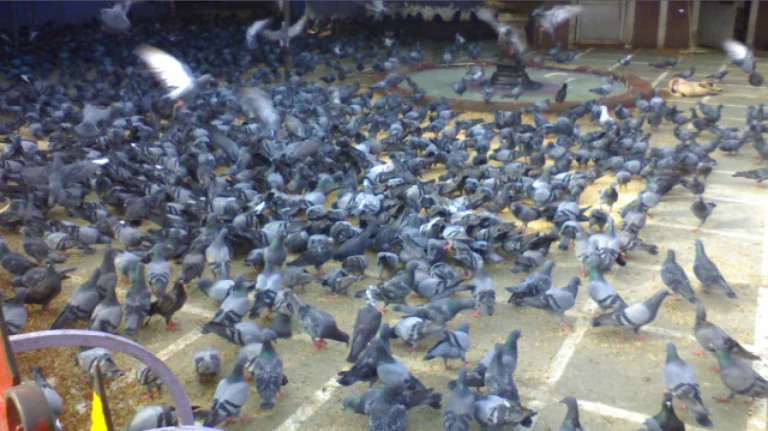 कबुतरांवरील अभ्यासाठी महाराष्ट्र सरकारची 12 सदस्यांची समिती स्थापन 4 कबुतरांवरील अभ्यासाठी महाराष्ट्र सरकारची 12 सदस्यांची समिती स्थापन.1578947368421&height=480&w=768&width=640