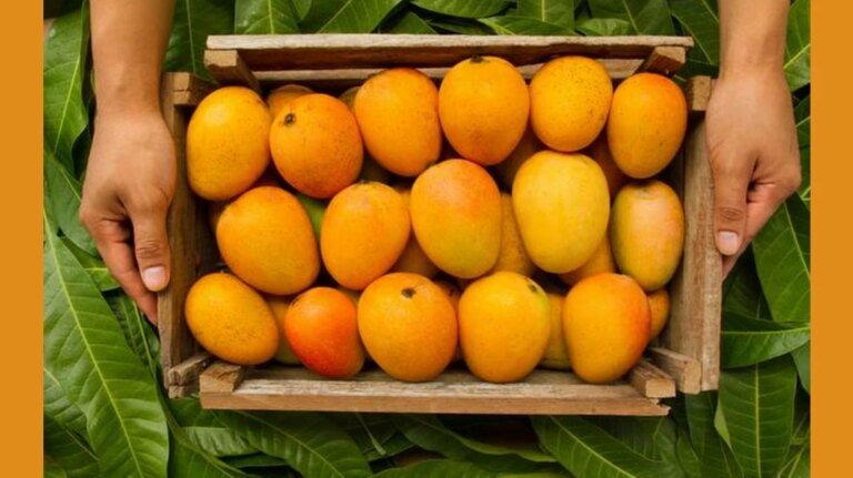 Record price for a box of hapus mangoes during diwali
