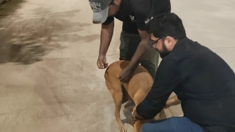 Thane municipal corporation begins daily anti rabies vaccination under national initiative.1578947368421&height=1600&w=768&width=1200