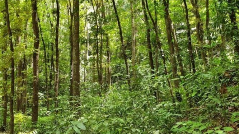 मुंबई महापालिकेचे झाडांच्या देखभालीकडे दुर्लक्ष