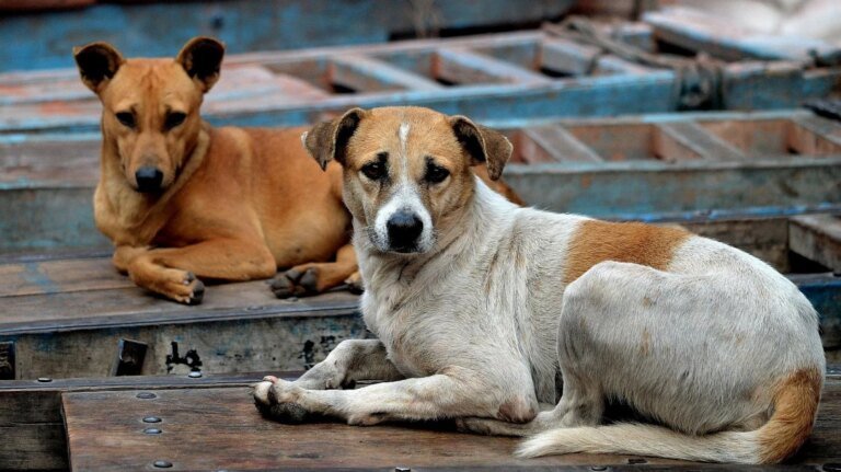 Dog bites increase in thane