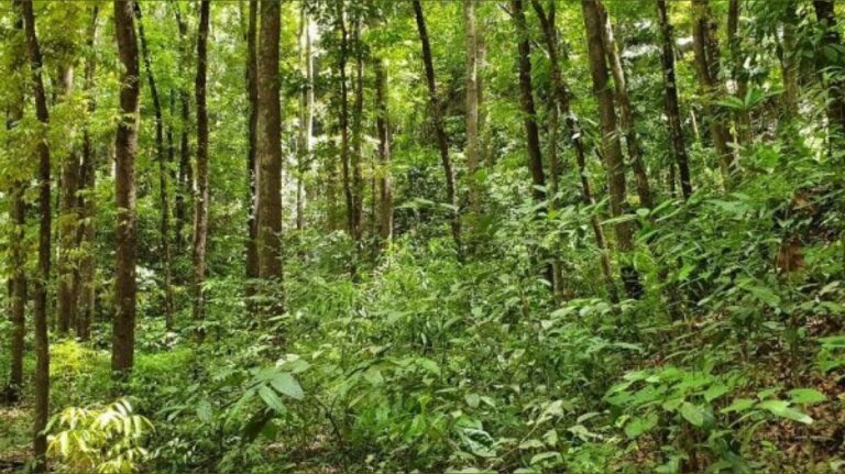 More than 3,000 trees at risk for metro