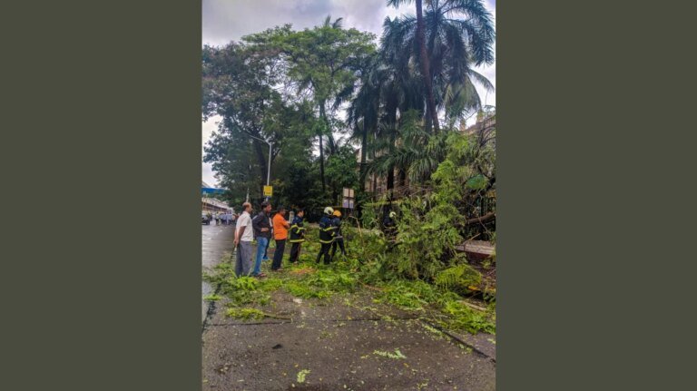 Maharashtra govt eases tree felling rules industrial projects, cuts approval time to 15 days