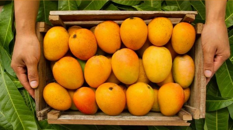 Konkan mango cashew farmers to hold chalo mumbai protest on.1578947368421&height=749&w=768&width=1200